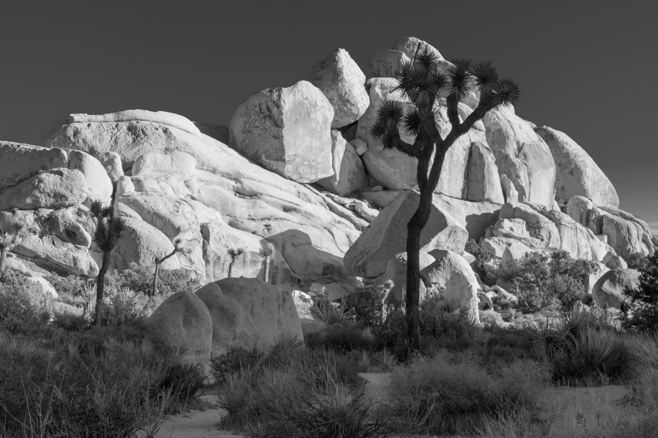 Joshua trees and sunlit boulders in black and white