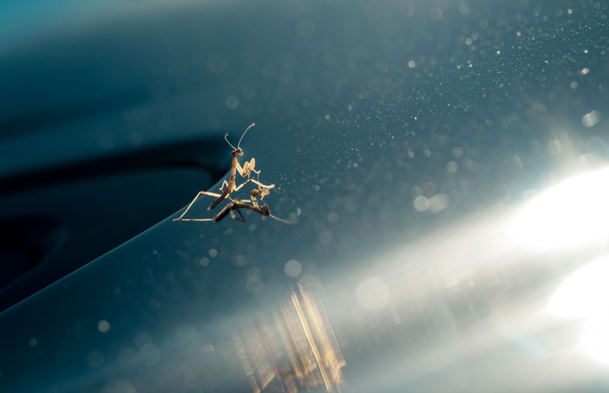 A praying mantis crossing a rain-flecked blue surface