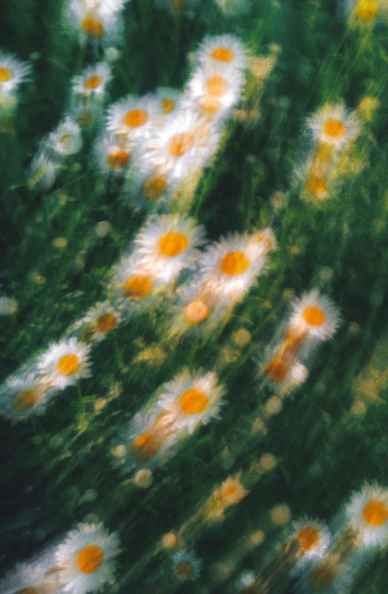 A blurred field of daisies